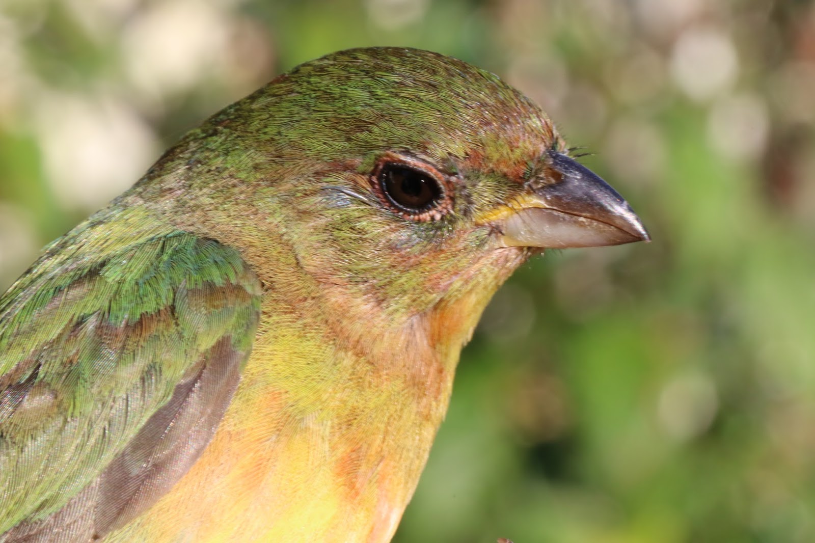 Bird Banding Learning From Birds Inhand April 8, 10, 11, 12, and 14