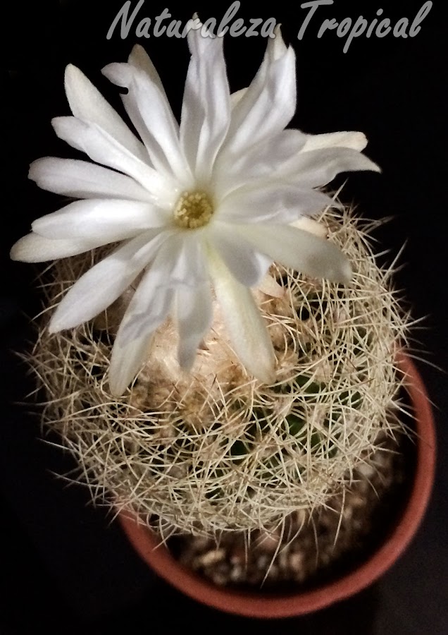 Vista del cactus Discocactus araneispinus en flor