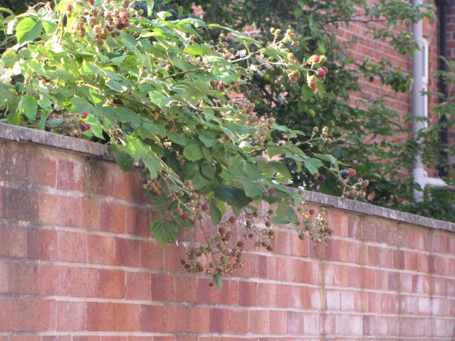 Red Thunks Urban carpark blackberry shake.