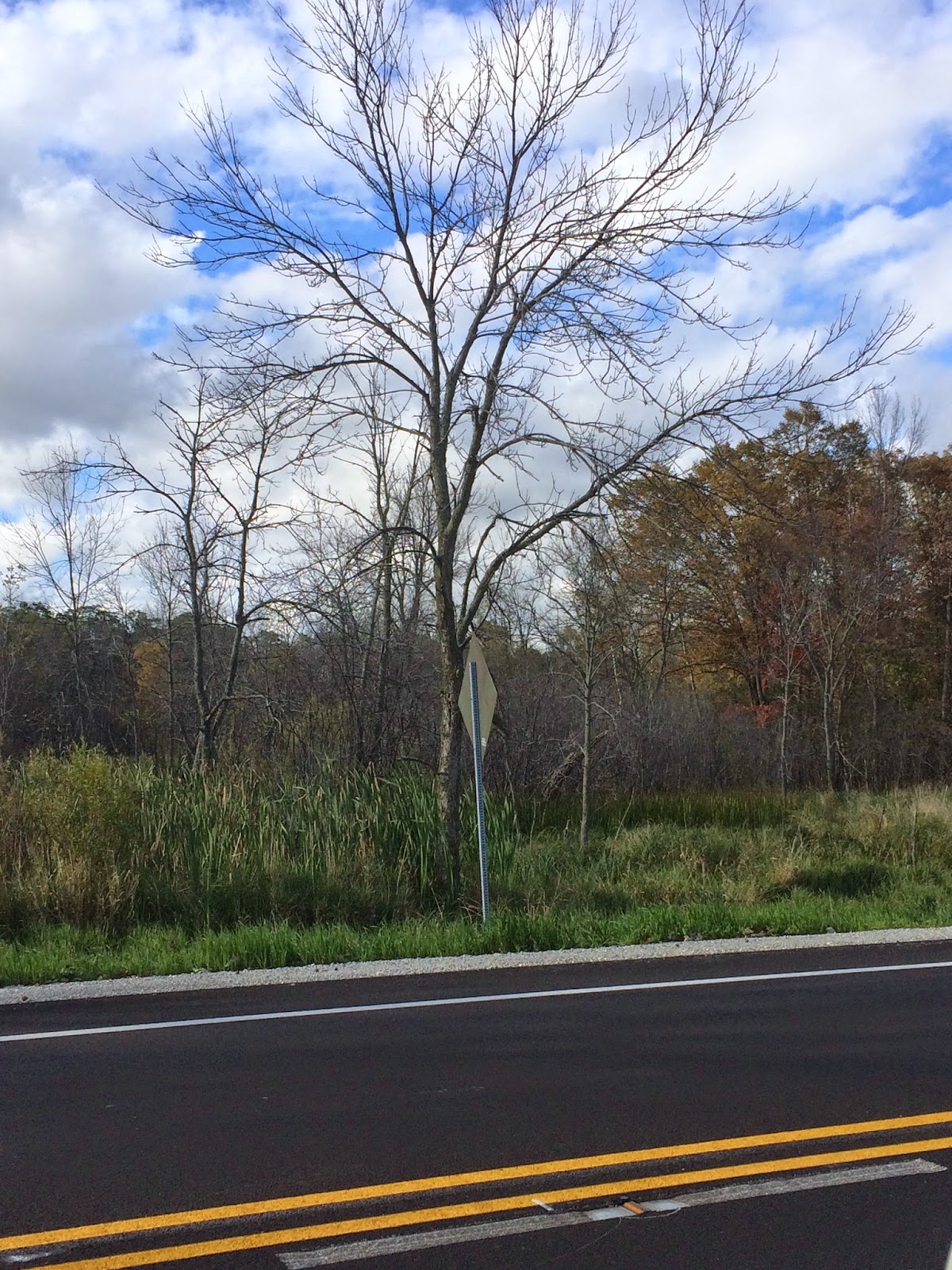 This Side of Fifty Ash Trees Dying All Around