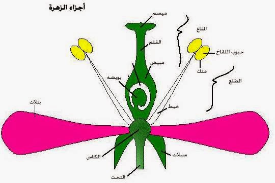 انتقال حبوب اللقاح من المتك