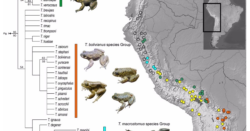 Phylogenetic relationships among Chilean-Bolivian Telmatobius