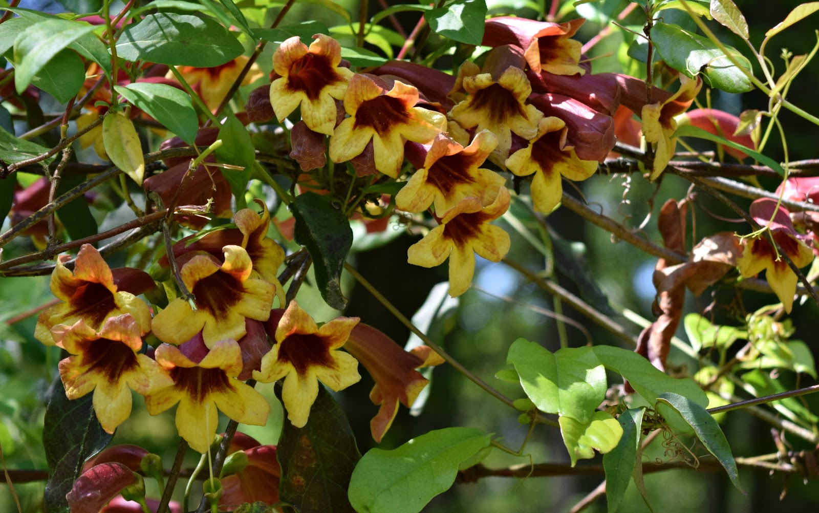 Using Native Plants Supporting Hummingbirds