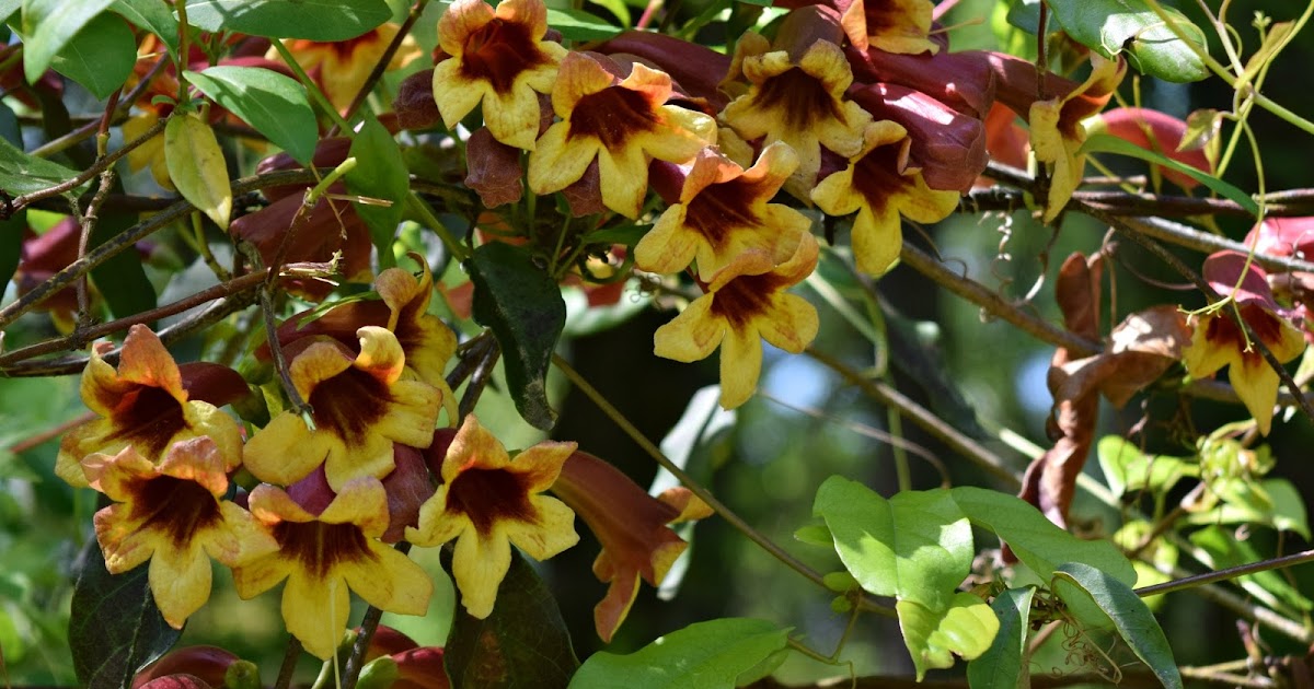 Using Native Plants Supporting Hummingbirds