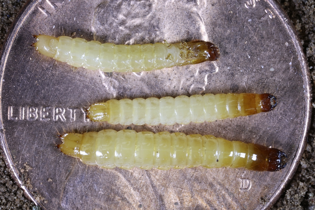 Plains Pest Bugosphere Wireworms Notable in the Area and a Threat to
