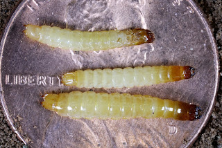 Wireworm larva on penny - Photo by Dr. Pat Porter