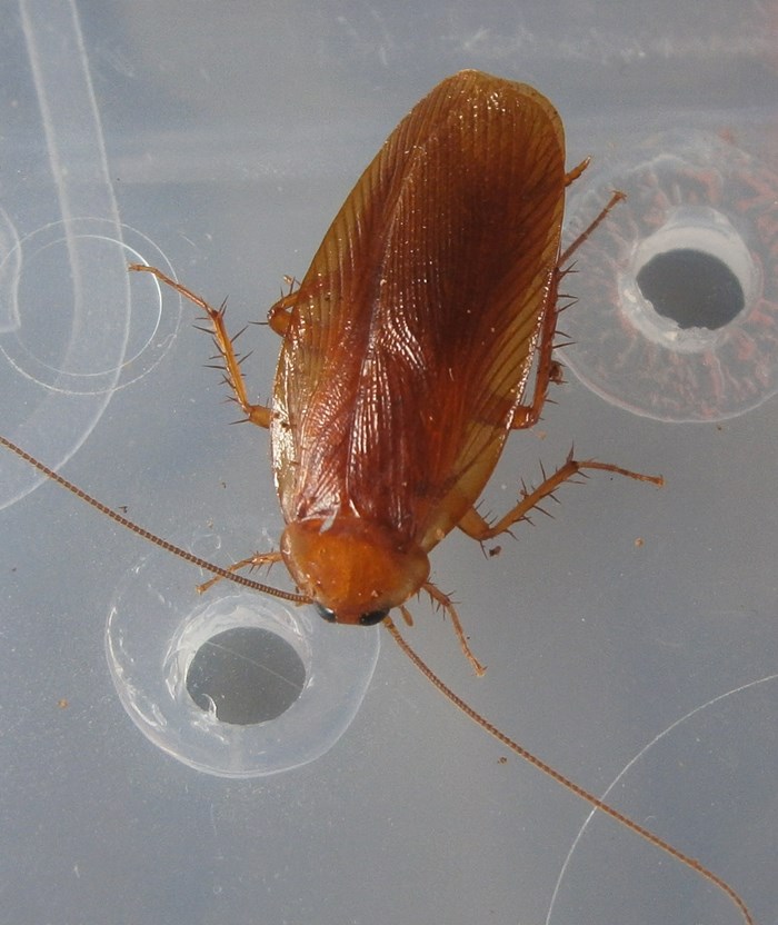 Hisserdude's Roaches P.uhler%25236