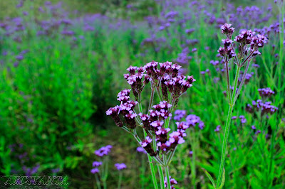 Bunga mirip Lavender di Oro-oro Ombo Semeru