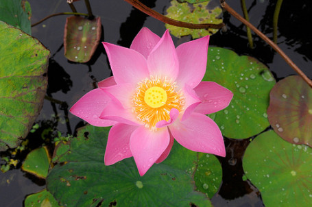 The lotus is a flower that grows in the mud quote picture
