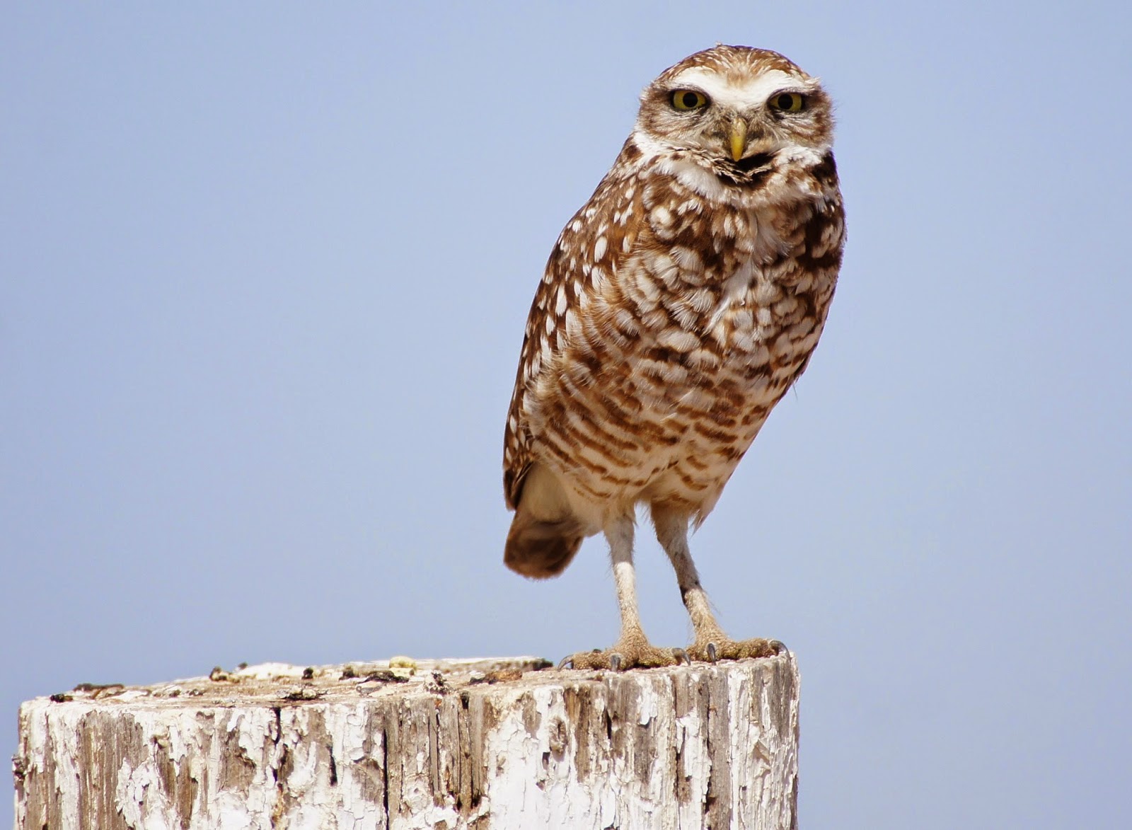 Tommy D's Birding Expeditions Owling Arizona 15 Ways to Better