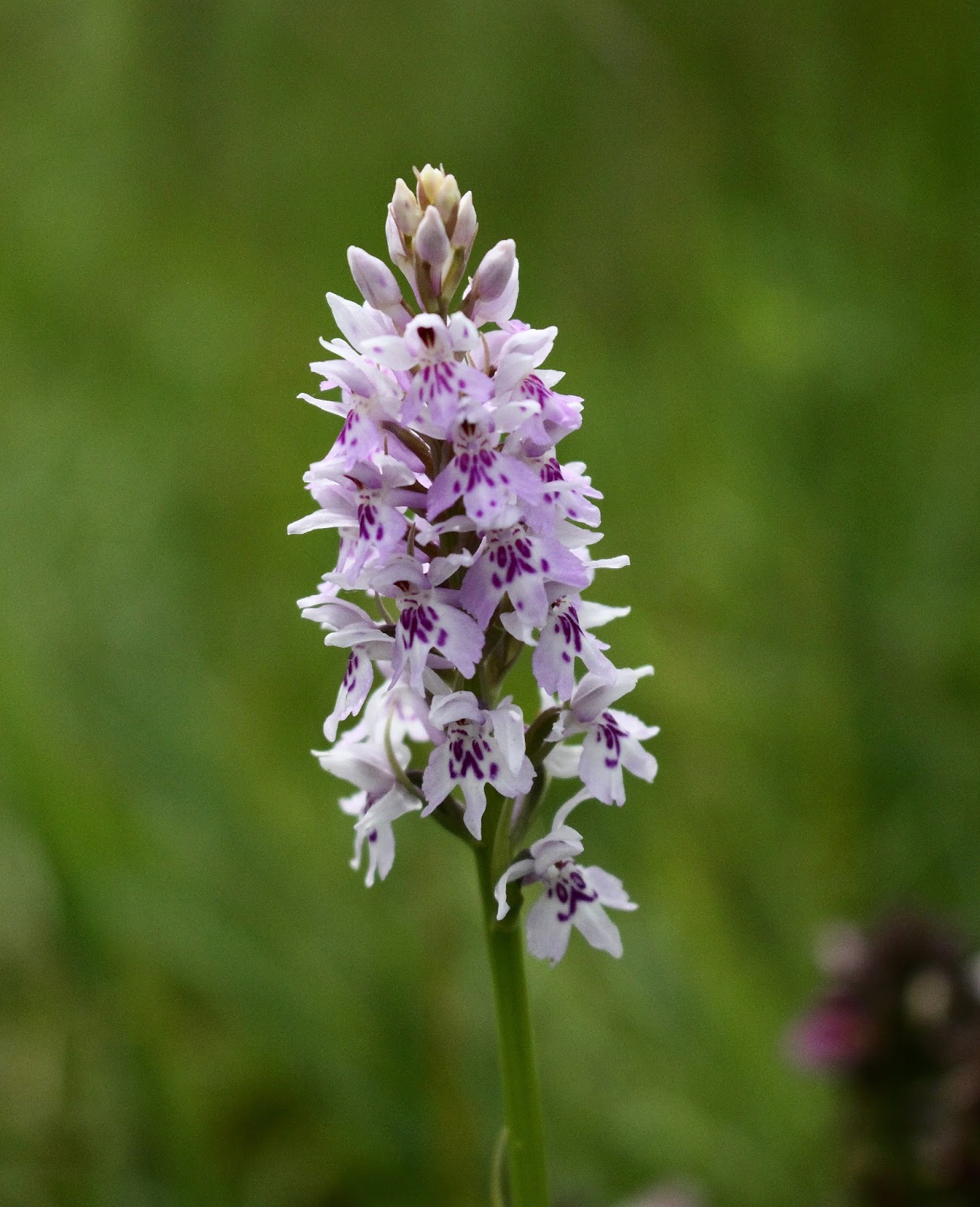 Chris Lansdell's Birding & Nature Diary An ultrarare British Orchid