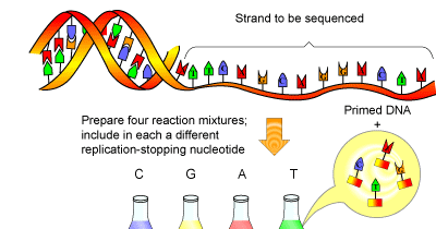 dna sequencing