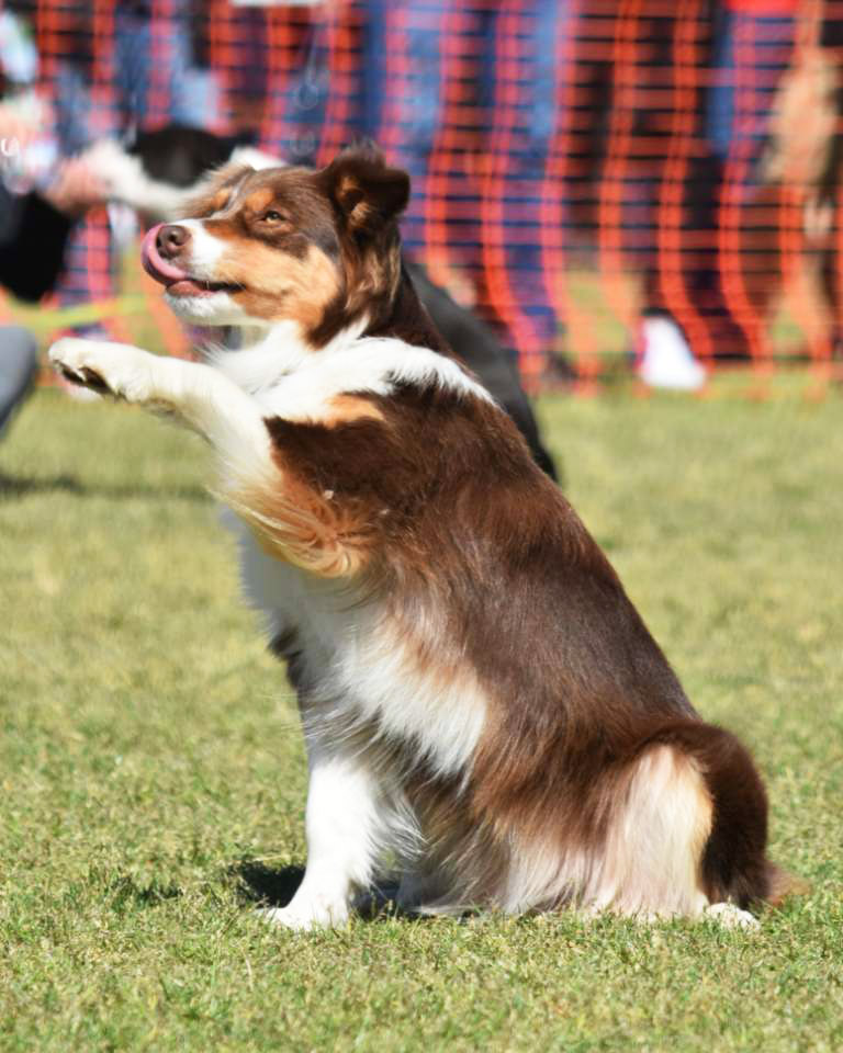 Dogs in the Park Newcastle October 14 Australian Dog Lover