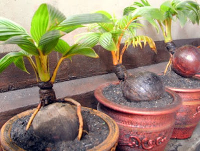 Sensasi Bonsai Pohon Kelapa