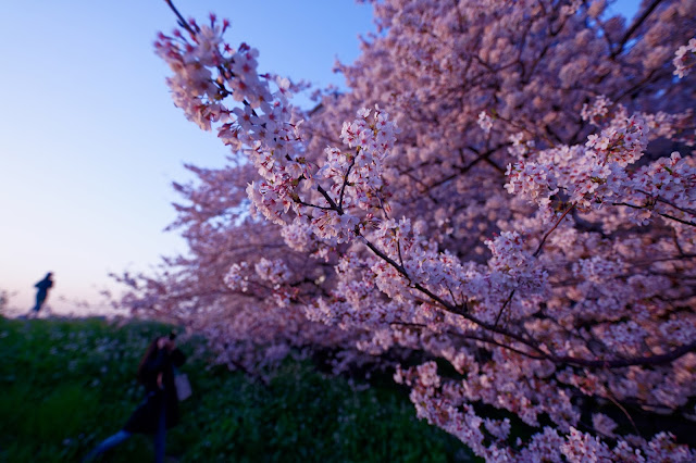 SONY ILCE-9 SIGMA 14mm F1.8 DG HSM | Art
