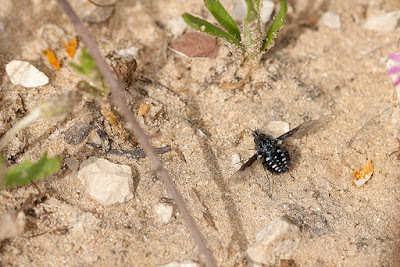 Bombylella atra (II) Antonio J. Pizarro