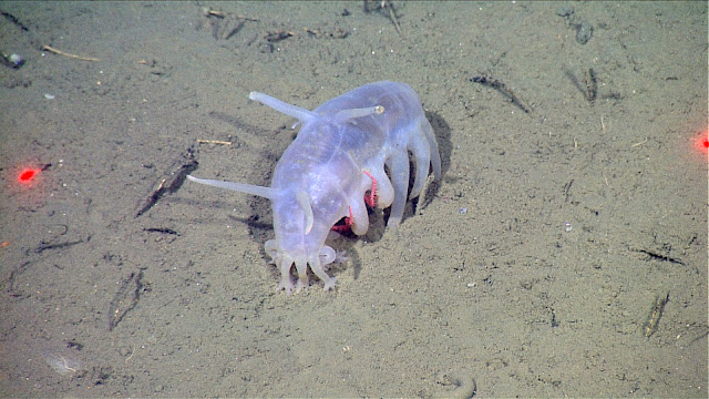 The Mystery of the Bottom: Strange Creatures Found in Salt Water