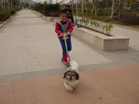 small dog pulls a boy riding a scooter