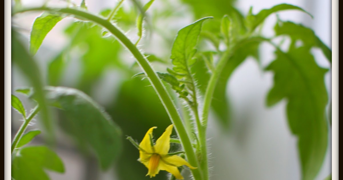 How Close Can You Plant Tomatoes