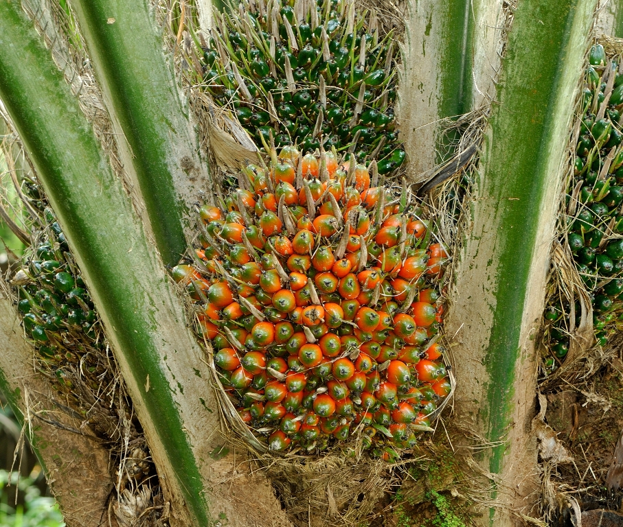 Energy Blog Biogas production from oil palm waste is environment friendly