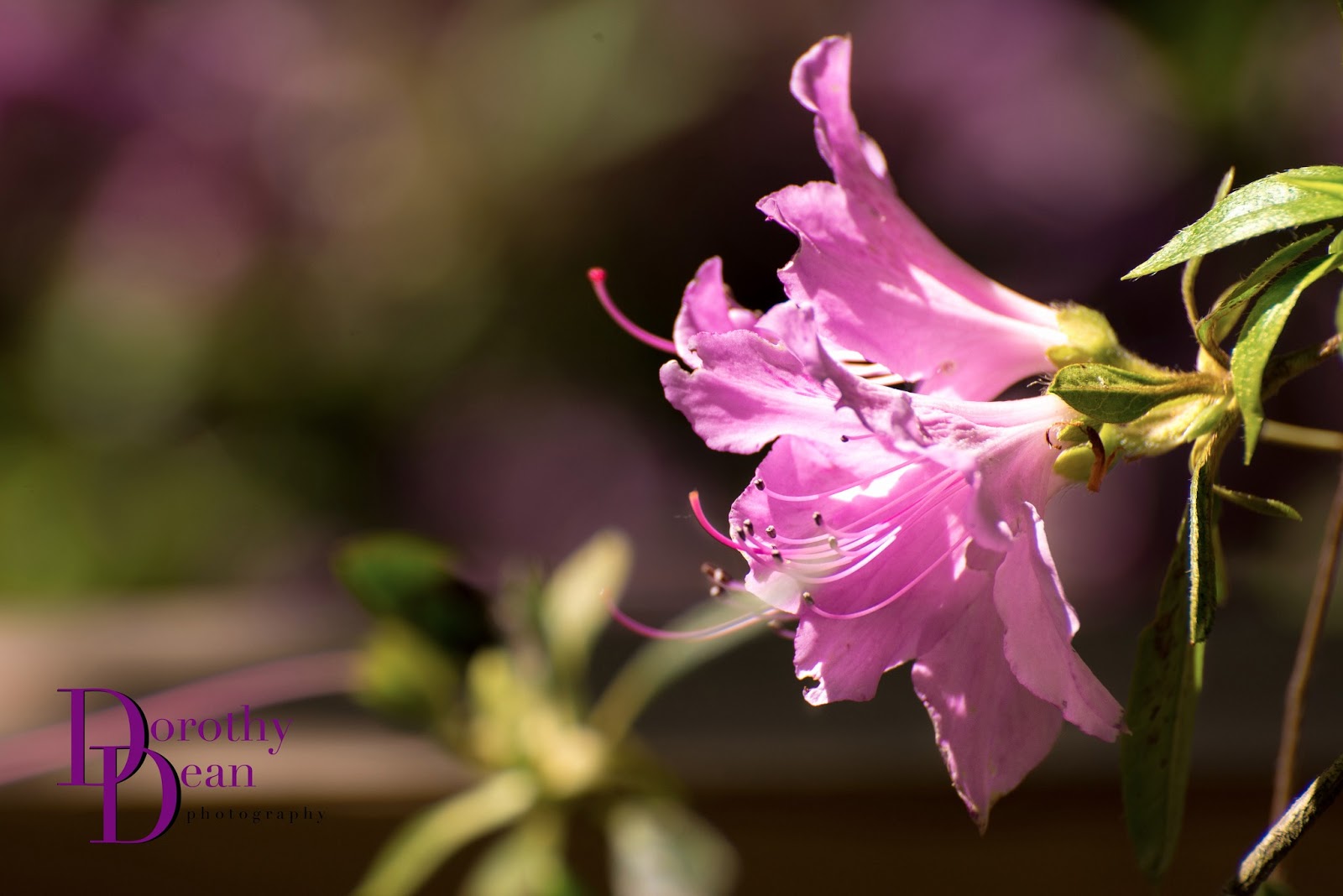 Dorothy Dean Wedding and Family Photographer Tumwater Falls