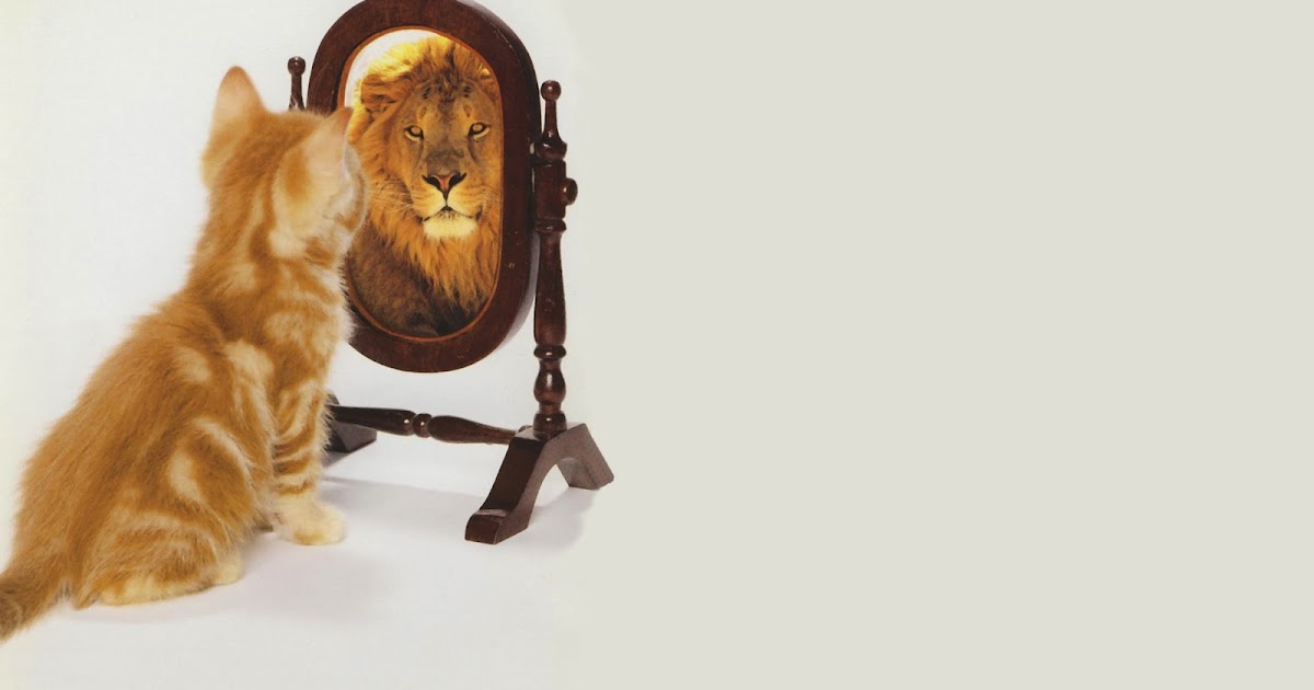 決鬥吧，貓男孩: 貓咪認識鏡子中的自己嗎?