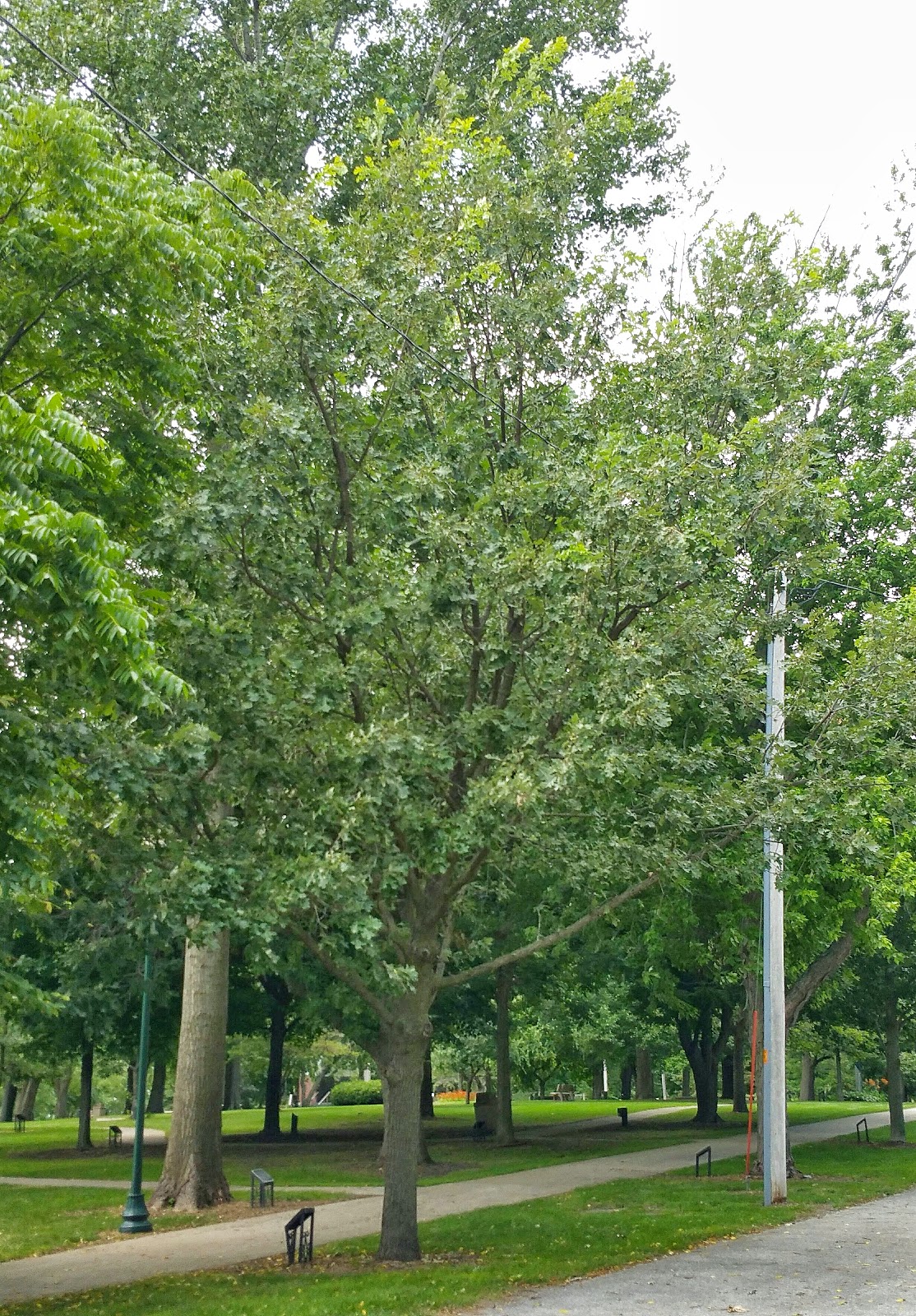 History and Culture by Bicycle Storm Lake, Iowa Living Heritage Tree Museum, Jefferson, Iowa