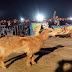 مجهولون يحاولون تعكير صفو الاحتفال برأس السنة الامازيغية بمدينة أكادير مجهولون يحاولون تعكير صفو الاحتفال برأس السنة الامازيغية بمدينة أكادير