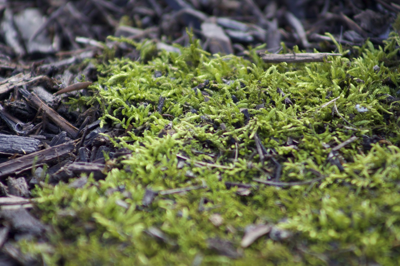 mat of Thuidium fern moss