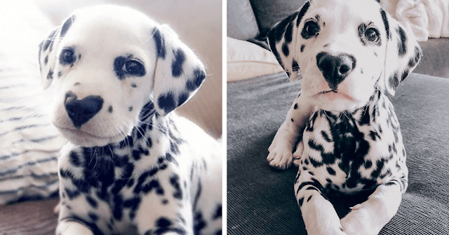 Meet Wiley, The Cutest Dalmatian Dog With A Heart On His Nose