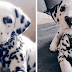 Meet Wiley, The Cutest Dalmatian Dog With A Heart On His Nose
