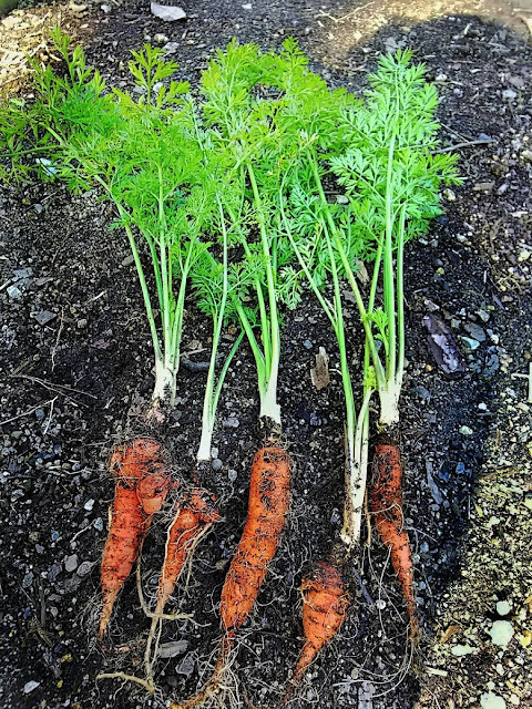 Last harvested of carrot. 人参の収穫。