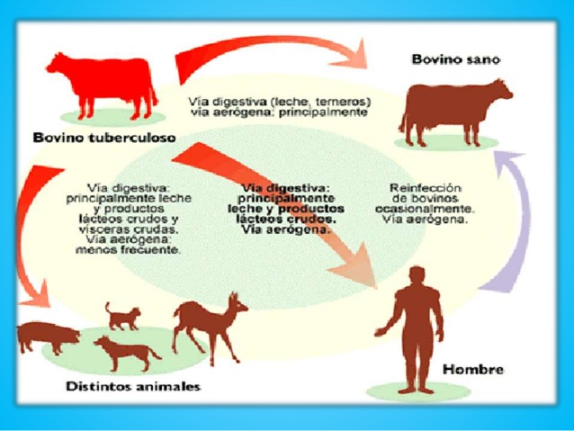 transmisión de tuberculosis bovina.