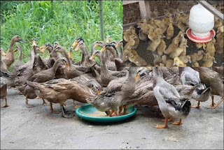 Pemberian pakan Bebek Pemberian pakan Bebek