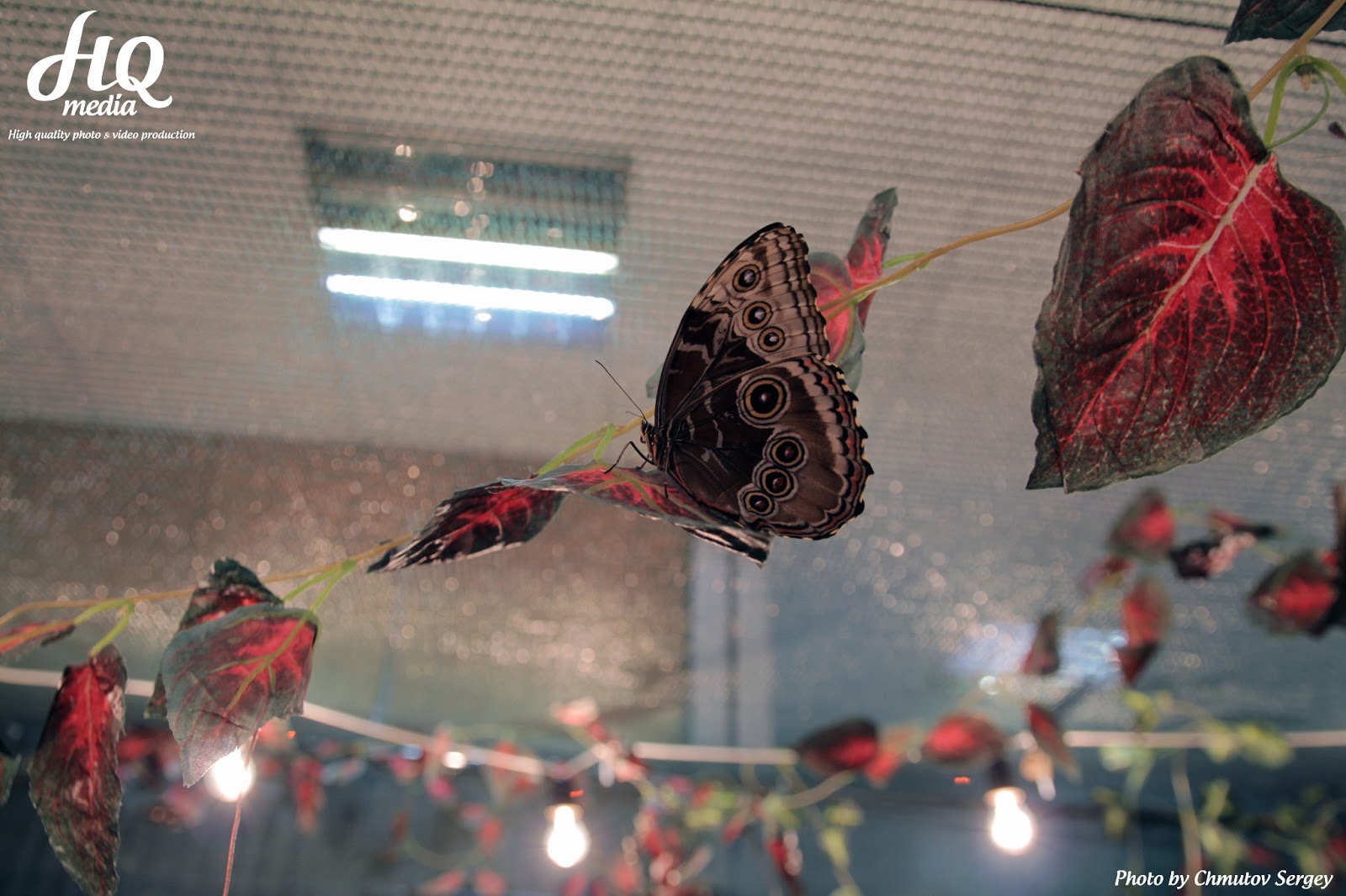 Эль рио выставка бабочек