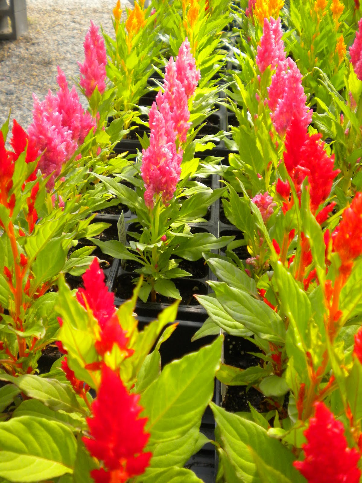 W.O.Bearden/Southern Shade Nursery Celosia