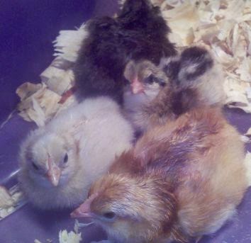 baby chicks hatching, hatching chicken eggs in your backyard, Phoenix chick, Rhode Island Red chick, Ameraucana