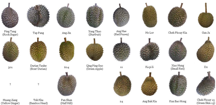 Senarai Jenis Buah Durian Popular di Malaysia