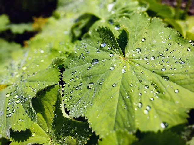 Leaves with dew at the Royal Botanic Garden Edinburgh