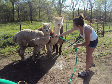 The Alpaca Girls With My Baby Girl