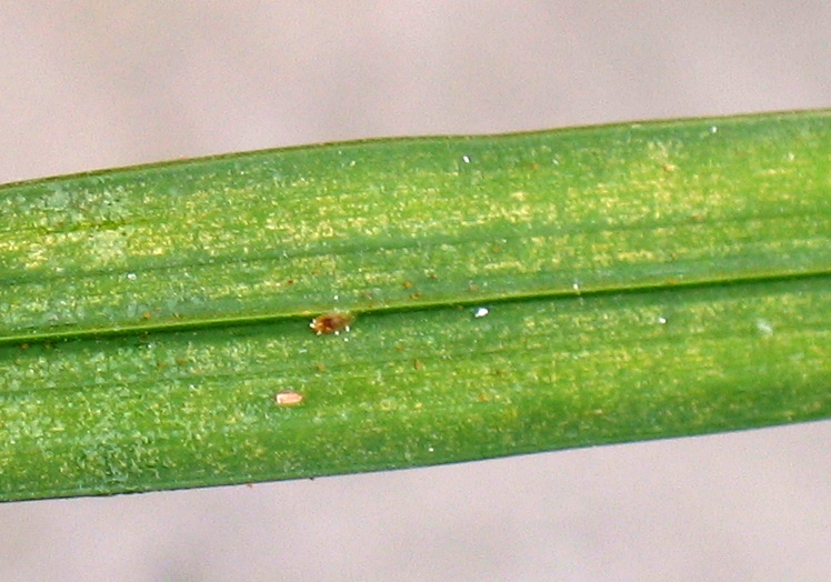 Xtremehorticulture Of The Desert What To Do When Your Indoor Palm Has Sticky Leaves