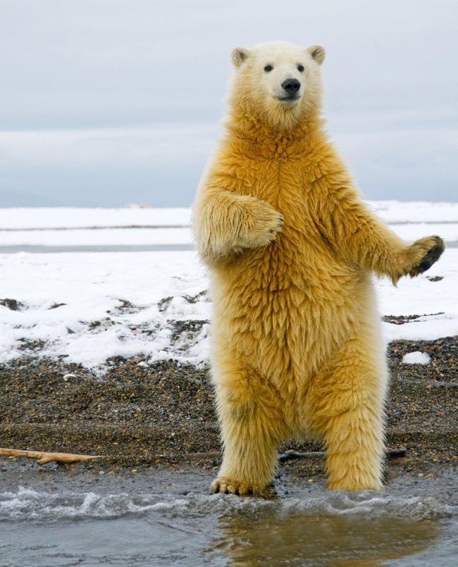 Dancing Polar Bear 5 Pics I Love Funny Animal Sweet Funny Animal