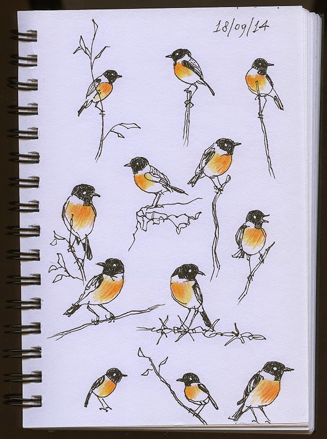 Mars' natuurblog Vogels tekenen is moeilijk!