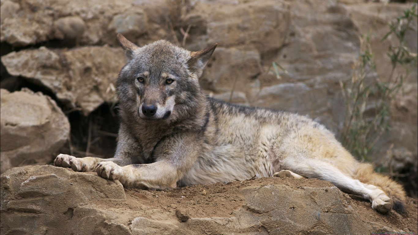 волк самец и самка. продолжительность жизни волка в дикой природе. аравийский волк. какую пользу приносят волки в природе. таёжный волк.