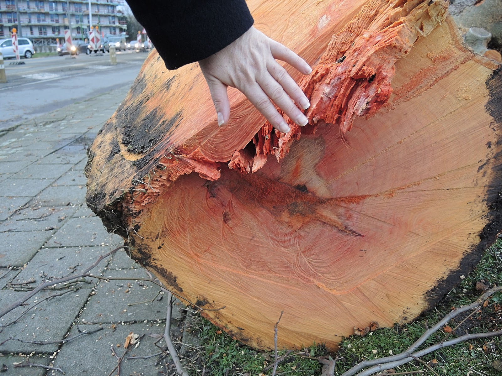 Moois van ' M(i)e': over propere lucht, bomen en de lage emissiezone in