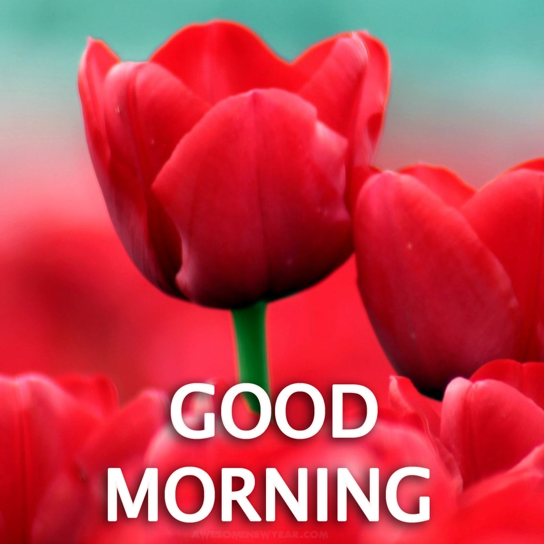  good morning images with flowers gud mrng images