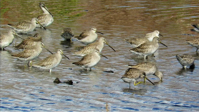 Long-Billed Dowitcher Flock Long-Billed Dowitcher Flock