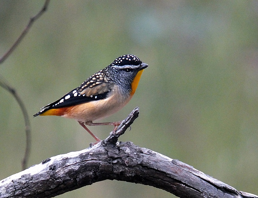Friends of Drouin's Trees Australian Bird of the Year