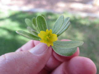 Close-up of the bright yellow flower of common purslane Close-up of the bright yellow flower of common purslane