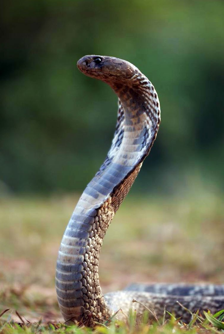 Deadly Poisonous Snakes of Sri Lanka